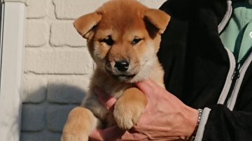 柴犬(標準サイズ)【岐阜県・男の子・2019年9月10日・赤】の写真「骨太の雄らしくなると思います」