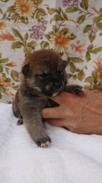 柴犬(標準サイズ)【岐阜県・女の子・2019年6月10日・赤】の写真「濃いめの綺麗な赤を予想してます」