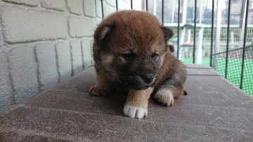 柴犬(標準サイズ)【岐阜県・男の子・2020年3月9日・赤】の写真「優しいイケメンになると思います」