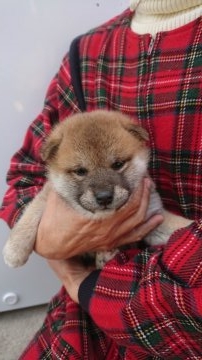 柴犬(標準サイズ)【岐阜県・女の子・2018年12月20日・赤】の写真「性格は大人しく飼いやすい子です」