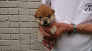 柴犬(標準サイズ)【岐阜県・男の子・2019年6月10日・赤】の写真「元気な雄です」