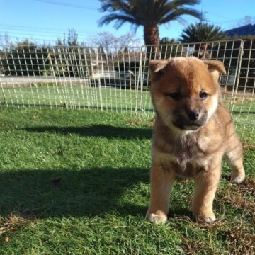 柴犬(標準サイズ)【岐阜県・女の子・2022年11月25日・赤】の写真「雄雌の二匹兄妹で雌らしい顔立ちです、」