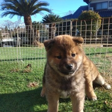 柴犬(標準サイズ)【岐阜県・男の子・2022年11月25日・赤】の写真「雄らしい顔付きな子です」