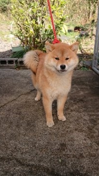 柴犬(標準サイズ)【岐阜県・女の子・2018年6月1日・赤】の写真「生後半年過ぎ体高32センチ位で鼻は短くペット向き」