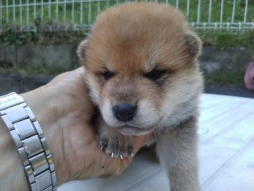 柴犬(標準サイズ)【岐阜県・男の子・2021年9月15日・赤】の写真「赤色に」