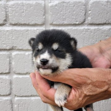 柴犬(豆柴)【岐阜県・女の子・2024年7月28日・黒】の写真「両親豆柴認定犬。顔の白さがチャームポイント」