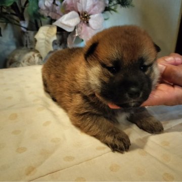 柴犬(標準サイズ)【岐阜県・男の子・2024年3月25日・赤】の写真「四兄妹で産まれ狸顔の父親似になると思います」