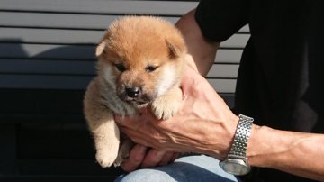 柴犬(標準サイズ)【岐阜県・男の子・2019年9月1日・あか】の写真「優しい顔立ちの男の子です
綺麗な黄赤の体色になりま」