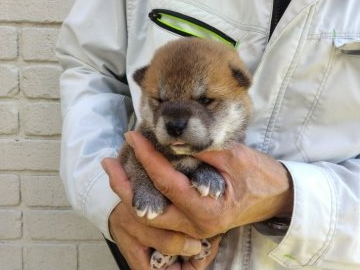 柴犬(標準サイズ)【岐阜県・男の子・2021年9月7日・赤色】の写真「赤色の綺麗な両親から産まれた四兄弟です。」