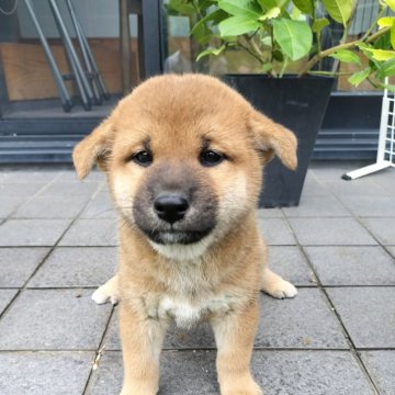 柴犬(標準サイズ)【岐阜県・男の子・2024年8月29日・赤】の写真「まんまる狸な綺麗な赤毛」