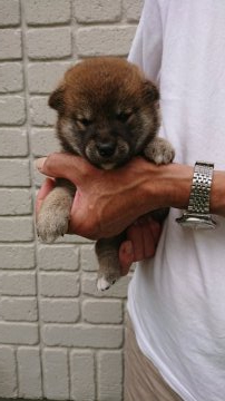 柴犬(標準サイズ)【岐阜県・男の子・2019年6月10日・赤】の写真「色素濃い赤ですが半年位で綺麗な赤になると思います」