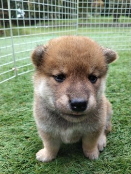 柴犬(標準サイズ)【岐阜県・男の子・2021年9月15日・赤色】の写真「濃いめの狸顔の赤柴になると思います。」