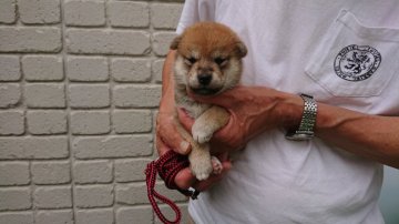 柴犬(標準サイズ)【岐阜県・女の子・2019年6月10日・赤】の写真「三姉妹で比較的おとなしめな女の子です。」