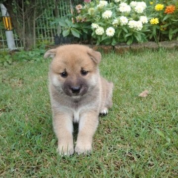 柴犬(豆柴)【岐阜県・男の子・2023年7月7日・赤】の写真「人懐こい黒雌から産まれた可愛い赤色の男の子。」