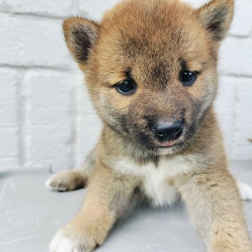 中部・東海の土佐犬の子犬を探す｜ブリーダー直販の子犬販売【みんなのブリーダー】