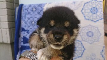 柴犬(標準サイズ)【岐阜県・女の子・2019年9月5日・黒】の写真「狸顔タイプな顔立ちです
配色よくT班も綺麗にでます」