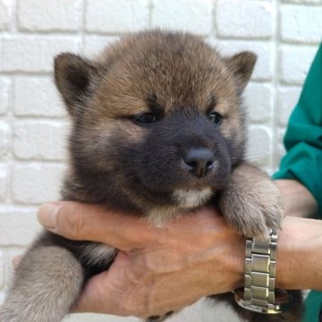 柴犬(標準サイズ)【岐阜県・男の子・2023年2月25日・赤】の写真「狸顔タイプの赤の男の子です」