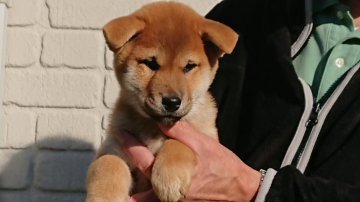 柴犬(標準サイズ)【岐阜県・男の子・2019年9月10日・赤】の写真「骨量のしっかりした狸顔の男の子です」