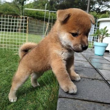 柴犬(標準サイズ)【岐阜県・男の子・2022年7月20日・赤】の写真「少し小振りなイケメン君
可愛いペットタイプな子」