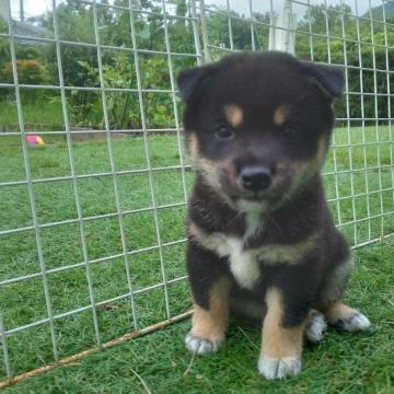 柴犬(豆柴)【岐阜県・男の子・2022年6月17日・黒】の写真「かわいい黒柴です。兄弟では小ぶりでイケメン」