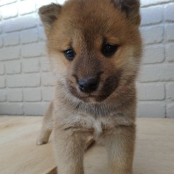 柴犬(標準サイズ)【岐阜県・男の子・2022年12月31日・赤色】の写真「綺麗な赤色の両親から産まれました」