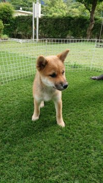 柴犬(標準サイズ)【岐阜県・女の子・2019年3月10日・赤】の写真「雄二匹雌二匹の四兄妹で仲良く育ちました」