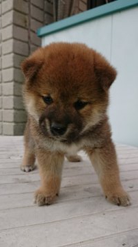 柴犬(標準サイズ)【岐阜県・男の子・2019年3月10日・赤】の写真「おっとりした性格。父は全国大会二年連続入賞犬狸顔に」