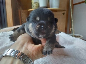 柴犬(標準サイズ)【岐阜県・女の子・2021年6月20日・黒】の写真「狸顔の黒柴の父親
子煩悩な赤柴の母親から生まれまし」