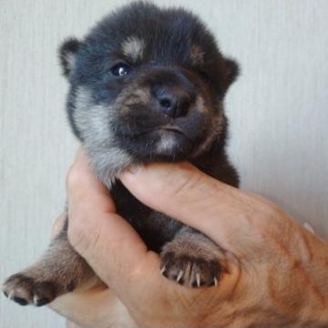 柴犬(豆柴)【岐阜県・男の子・2022年6月17日・黒】の写真「兄弟でモソモソ動きが活発ににってきました」