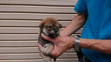 柴犬(標準サイズ)【岐阜県・女の子・2019年9月10日・赤】の写真「狸顔の可愛い女の子」