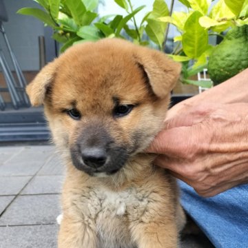 柴犬(標準サイズ)【岐阜県・男の子・2024年8月29日・赤】の写真「今はまんまるプクプクたぬきさん」