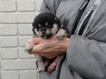 柴犬(標準サイズ)【岐阜県・女の子・2020年12月22日・黒】の写真「優しいお母さんから産まれた狸顔タイプな黒雌です」