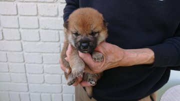 柴犬(標準サイズ)【岐阜県・男の子・2020年3月22日・赤】の写真「綺麗な赤毛の男の子です3」