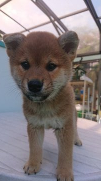 柴犬(標準サイズ)【岐阜県・男の子・2020年3月22日・赤色】の写真「綺麗な赤色のイケメンになってきました。」