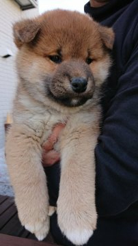 柴犬(標準サイズ)【岐阜県・男の子・2019年2月24日・赤】の写真「タヌキ顔の綺麗な赤色の雄です」