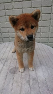 柴犬(標準サイズ)【岐阜県・女の子・2019年6月10日・赤】の写真「雌らしい顔の綺麗な赤色の可愛い女の子です」