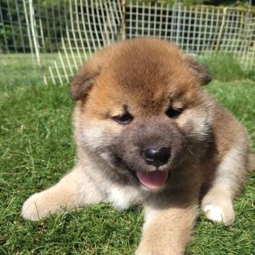 柴犬(標準サイズ)【岐阜県・男の子・2022年6月4日・赤毛】の写真「優しい性格になると思います」