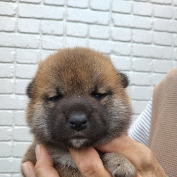 柴犬(標準サイズ)【岐阜県・男の子・2022年6月4日・あかるい赤】の写真「優しい性格になると思います」