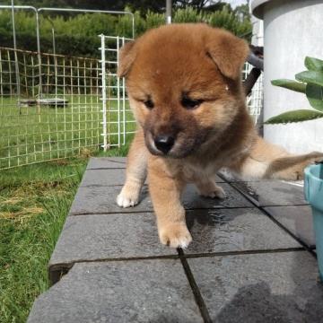 柴犬(標準サイズ)【岐阜県・男の子・2022年7月20日・赤】の写真「頭部の綺麗な子
男らしい子です」