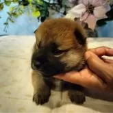 柴犬(標準サイズ)【岐阜県・男の子・2024年3月25日・赤つ】の写真1