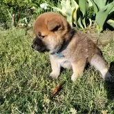 柴犬(標準サイズ)【岐阜県・男の子・2024年3月25日・赤毛】の写真4