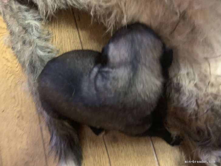 アイリッシュウルフハウンド 男の子 ウィートン 19 06 27生まれ 愛知県 子犬id 1907 006 ウィートン1頭の募集です みんなのブリーダー