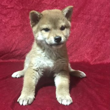 柴犬(標準サイズ)【山形県・女の子・2024年9月15日・赤】の写真「血統優秀！小ぶりな女の子」