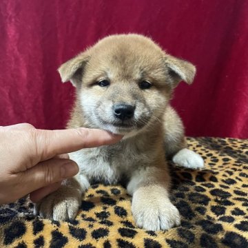 柴犬(標準サイズ)【山形県・女の子・2024年9月15日・赤】の写真「血統優秀！可愛い女の子」