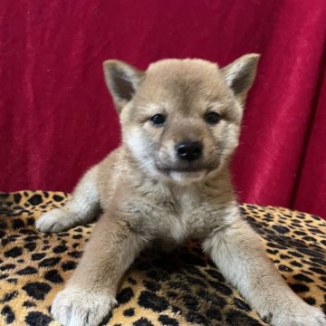 柴犬(標準サイズ)【山形県・女の子・2024年9月15日・赤】の写真「血統優秀！小ぶりな女の子」