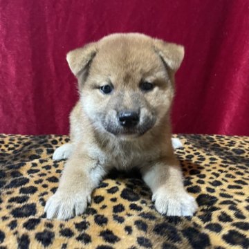 柴犬(標準サイズ)【山形県・女の子・2024年9月15日・赤】の写真「血統優秀！可愛い女の子」