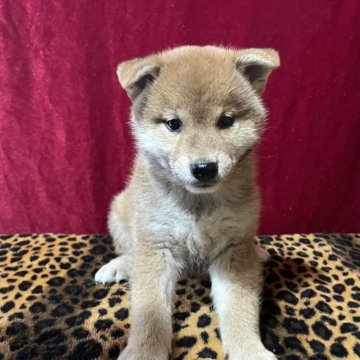 柴犬(標準サイズ)【山形県・女の子・2024年9月15日・赤】の写真「血統優秀！可愛い女の子」