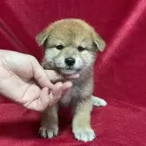 柴犬(標準サイズ)【山形県・男の子・2024年1月29日・赤】の写真1