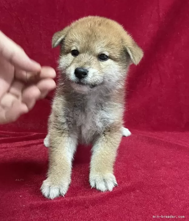 柴犬【山形県・男の子・2024年1月29日・赤】優秀血統！品評会用の血筋