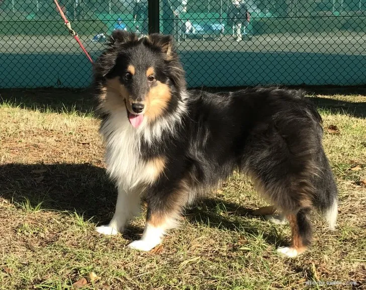 ムコ 様のお迎えした子犬